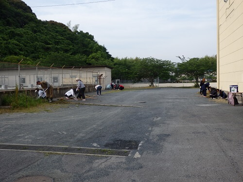 プールと校舎の間も草抜き除草中