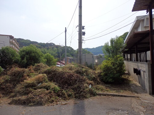 刈った草は1か所に集積、後日行政が回収に来ます