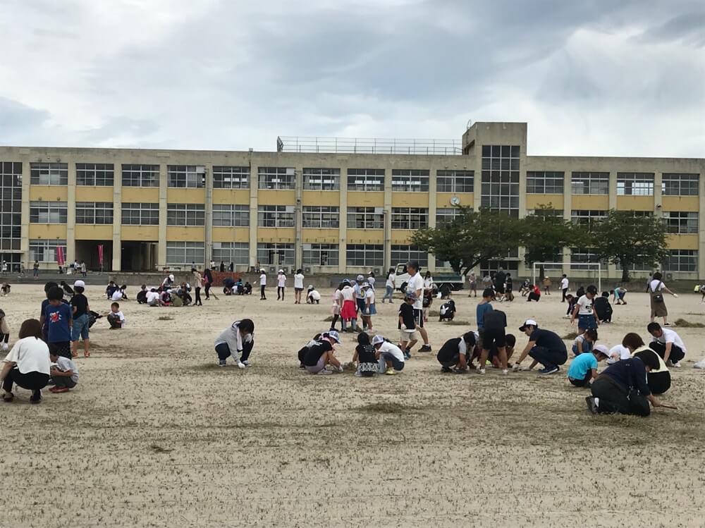 広い運動場で親子で除草作業をしている写真