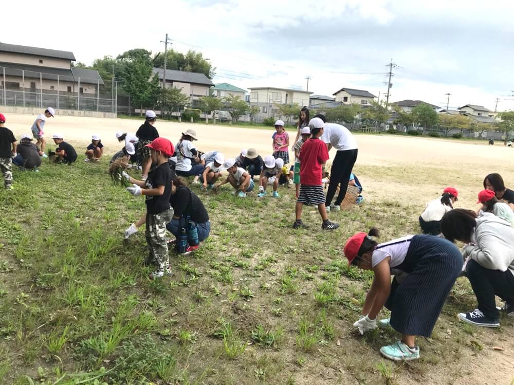 子どもたちが草抜きをしている写真