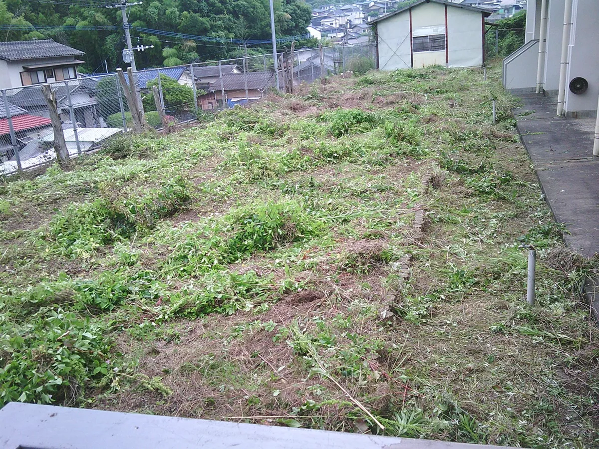 体育館北側での除草作業後の様子